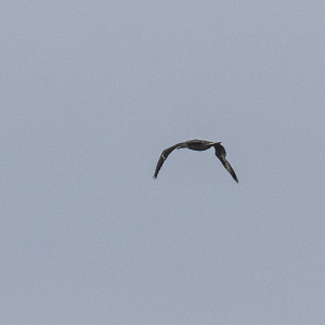 IMG_6531a-Gannet