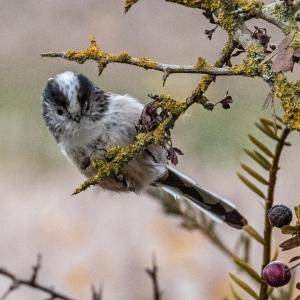 IMG_6540a-Long-tailed-Tit