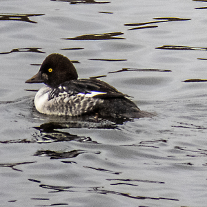 IMG_6548a-1st-winter-male-Goldeneye