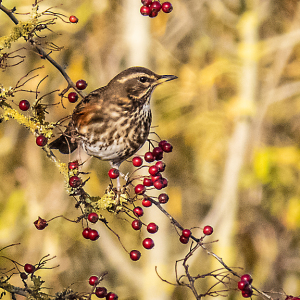 IMG_6589a-Redwing