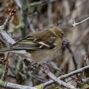 IMG_6659a-Chaffinch