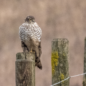 IMG_6672a-Sparrowhawk