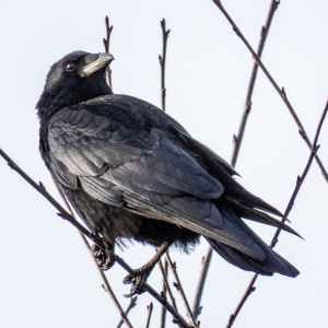 IMG_6680a-Carrion-Crow