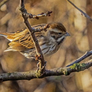 IMG_6692a-Reed-Bunting