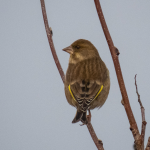 IMG_6732a-Greenfinch