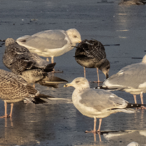 IMG_6733a-1st-w-3rd-wand-adult-Herring-Gulls