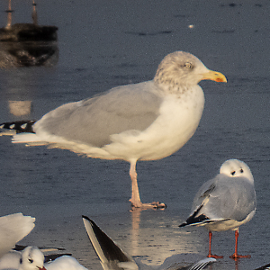 IMG_6737a-Herring-Gull