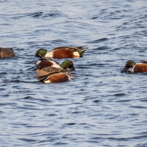 IMG_6763a-Shoveler