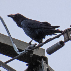 IMG_6774a-Raven