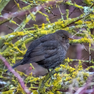 IMG_6780a-Blackbird