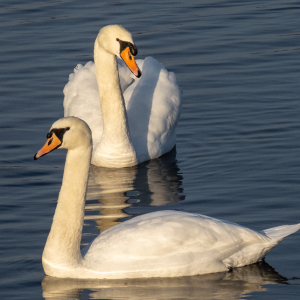 IMG_6812a-Mute-Swans
