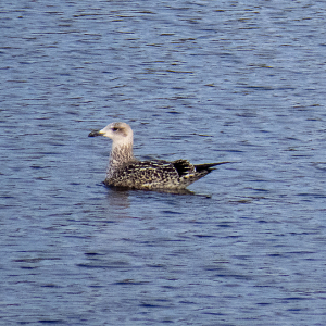 IMG_6862a-Juvenile-Lesser-Black-backed-Gull