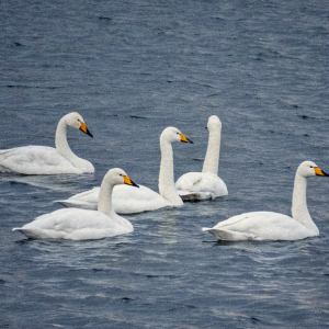 IMG_6867a-Whooper-Swans