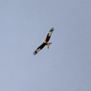 IMG_6912a-Red-Kite