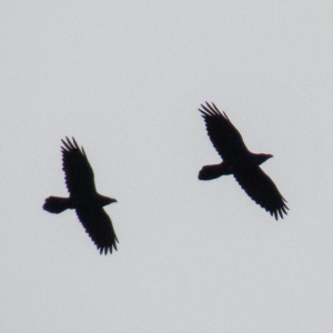 IMG_7070a-Ravens