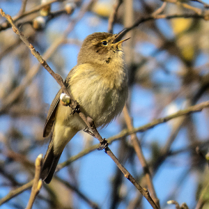 IMG_7123a-Chiffchaff