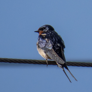 IMG_7214a-Swallow