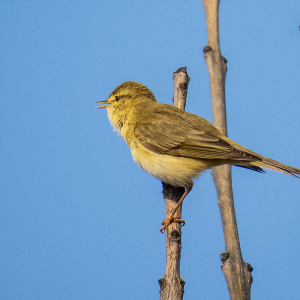 IMG_7269a-Willow-Warbler