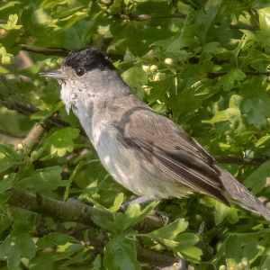 IMG_7333a-Blackcap