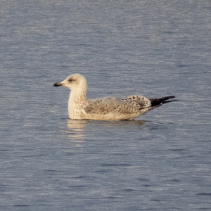 IMG_7347a-Herring-Gull-2nd-Winter
