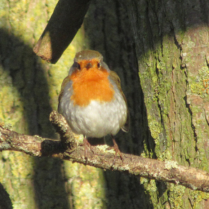 IMG_7420a-Robin