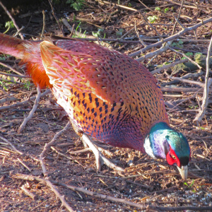 IMG_7423a-Pheasant