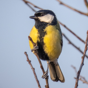 IMG_7429a-Great-Tit