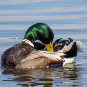 IMG_7570a-Mallard