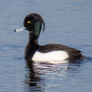 IMG_7616a-Tufted-Ducks