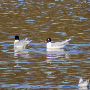 IMG_7699a-Mediterranean-Gulls