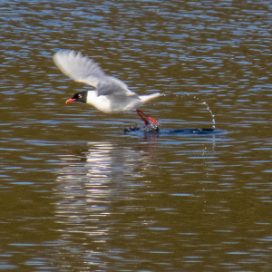 IMG_7703a-Mediterranean-Gull