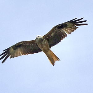 IMG_7736a-Red-Kite-MC