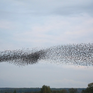 Starling