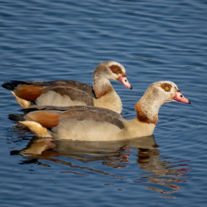 IMG_7777a-Egyptian-Geese