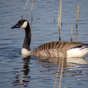 IMG_7831a-Canada-Goose
