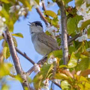 IMG_7877c-Blackcap