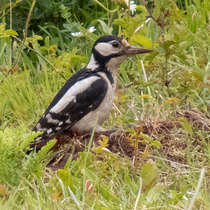 IMG_8602a-Great-Spotted-Woodpecker