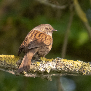 IMG_8680a-Dunnock