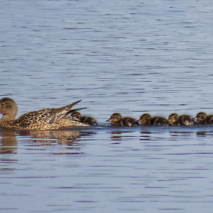 IMG_8761a-Shoveler