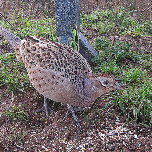 IMG_8796a-Pheasant