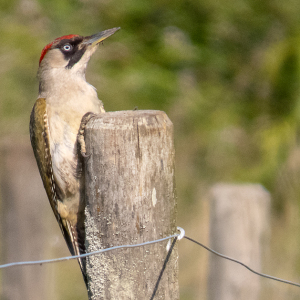 IMG_8804a-Green-Woodpecker