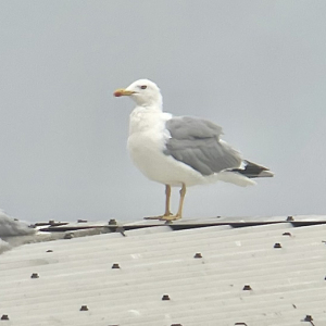 IMG_8922-Yellow-legged-Gull-Miles-Cluff