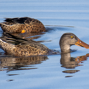 IMG_9005a-Shoveler