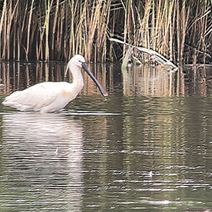 IMG_9013.Spoonbill-Miles-Cluffjpg