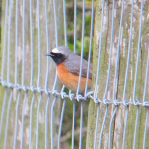 Redstart
