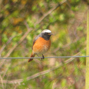 Redstart