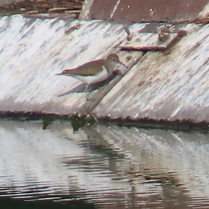 IMG_9228a-Common-Sandpiper
