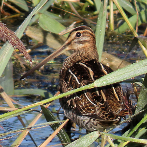 IMG_9525a-Common-Snipe