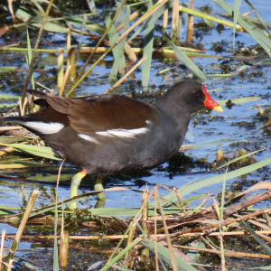 IMG_9553a-Moorhen
