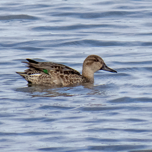 IMG_9578a-Teal